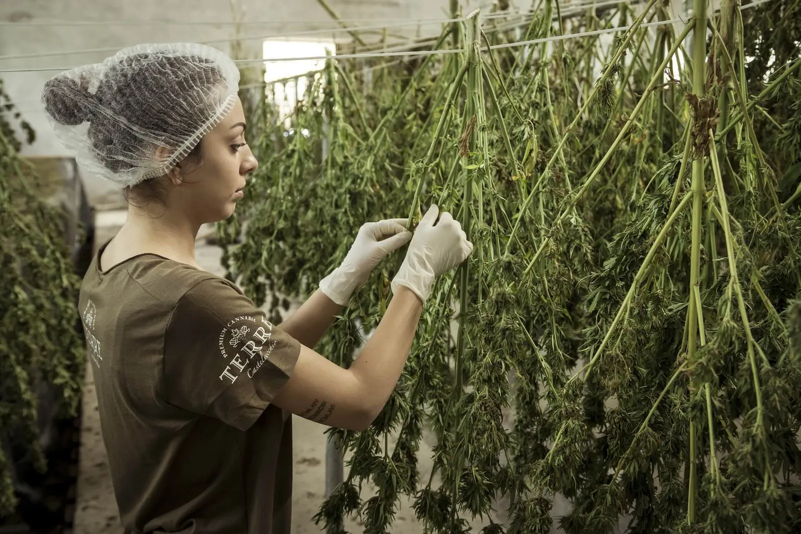 Worker during cannabis harvest