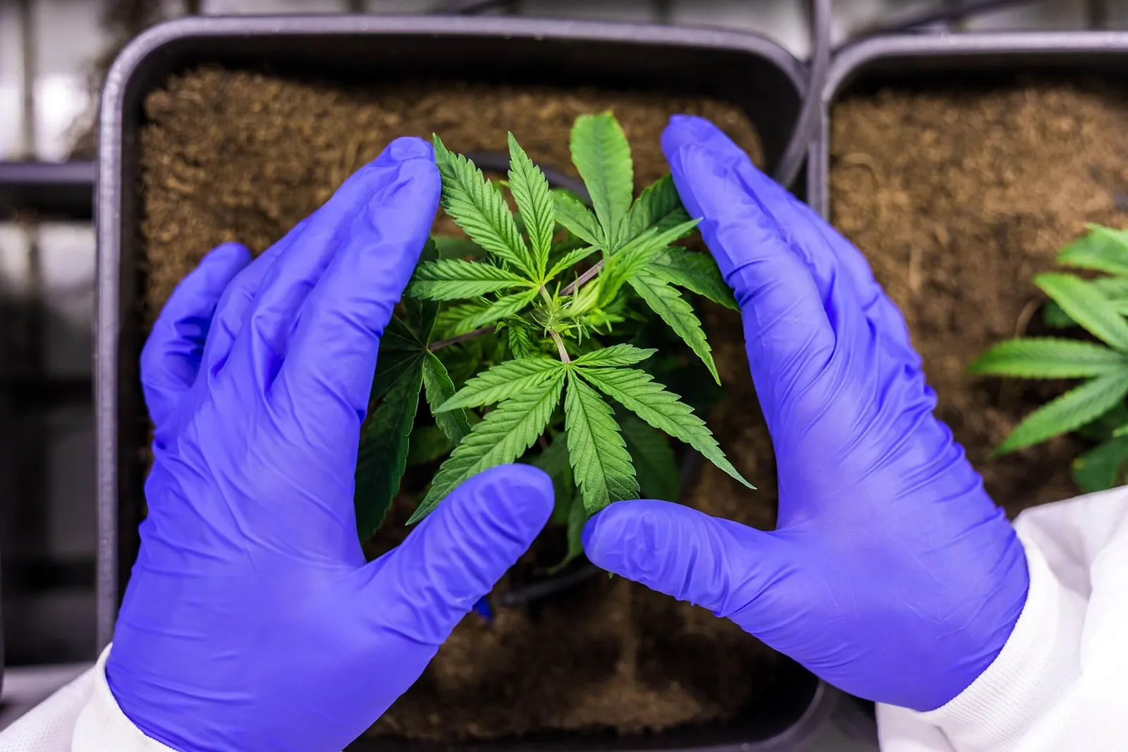 Laboratory CBD cannabis